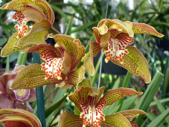 Santa Barbara Orchid Estate-圣巴巴拉必去景点