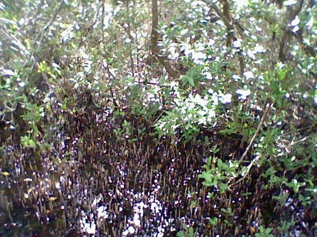 Matanzas Pass Preserve-迈尔斯堡海滩必去景点