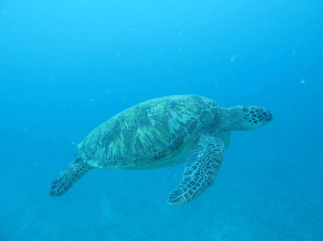 Island WaterSports Hawaii-火奴鲁鲁必去景点
