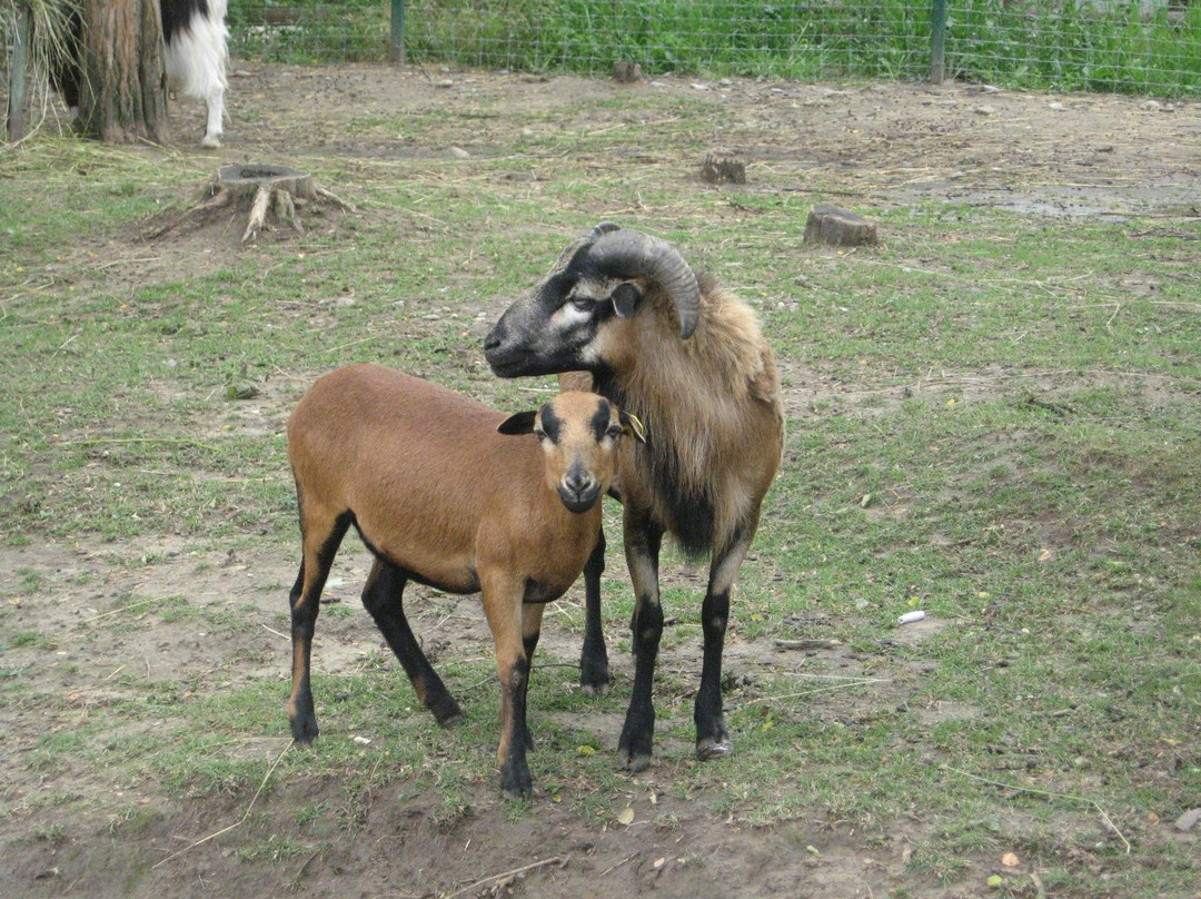 Zoo Ramnicu Valcea景点图片
