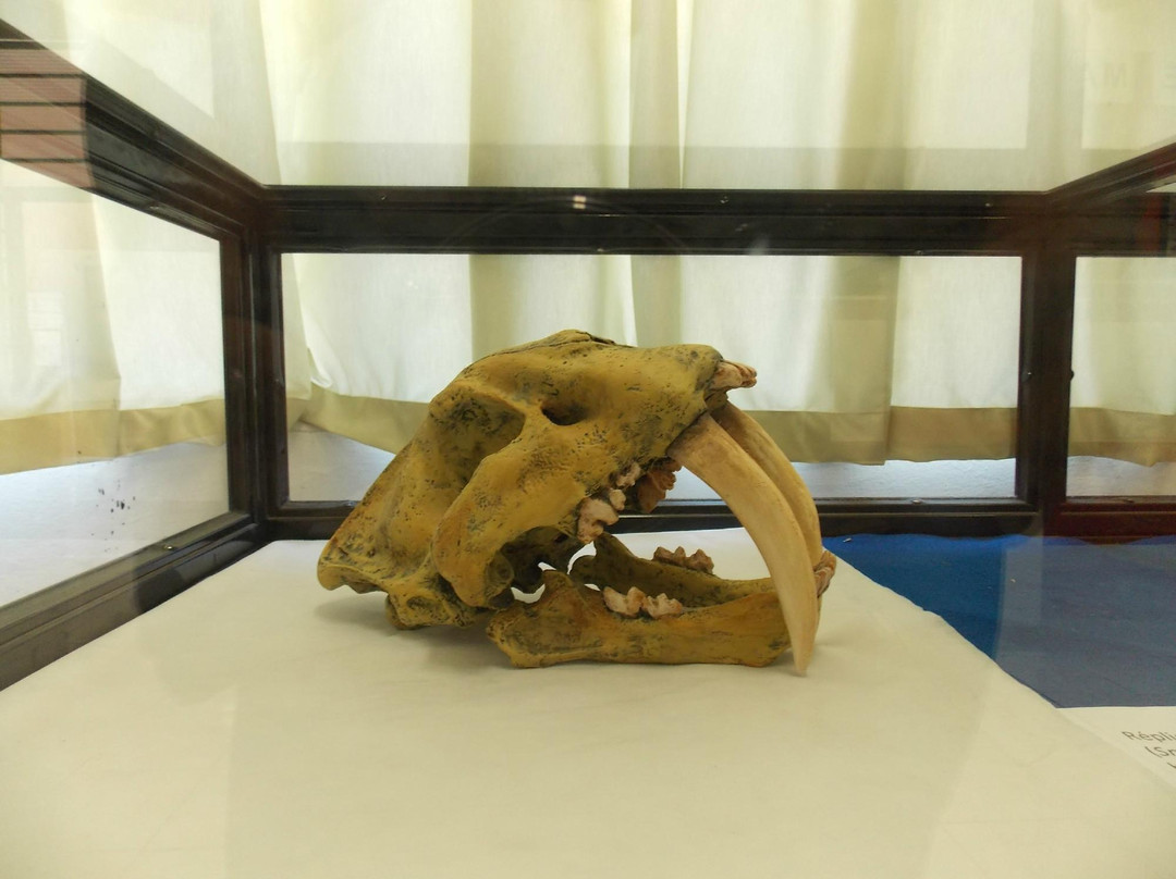 Paleontologia de Marilia Museum景点图片
