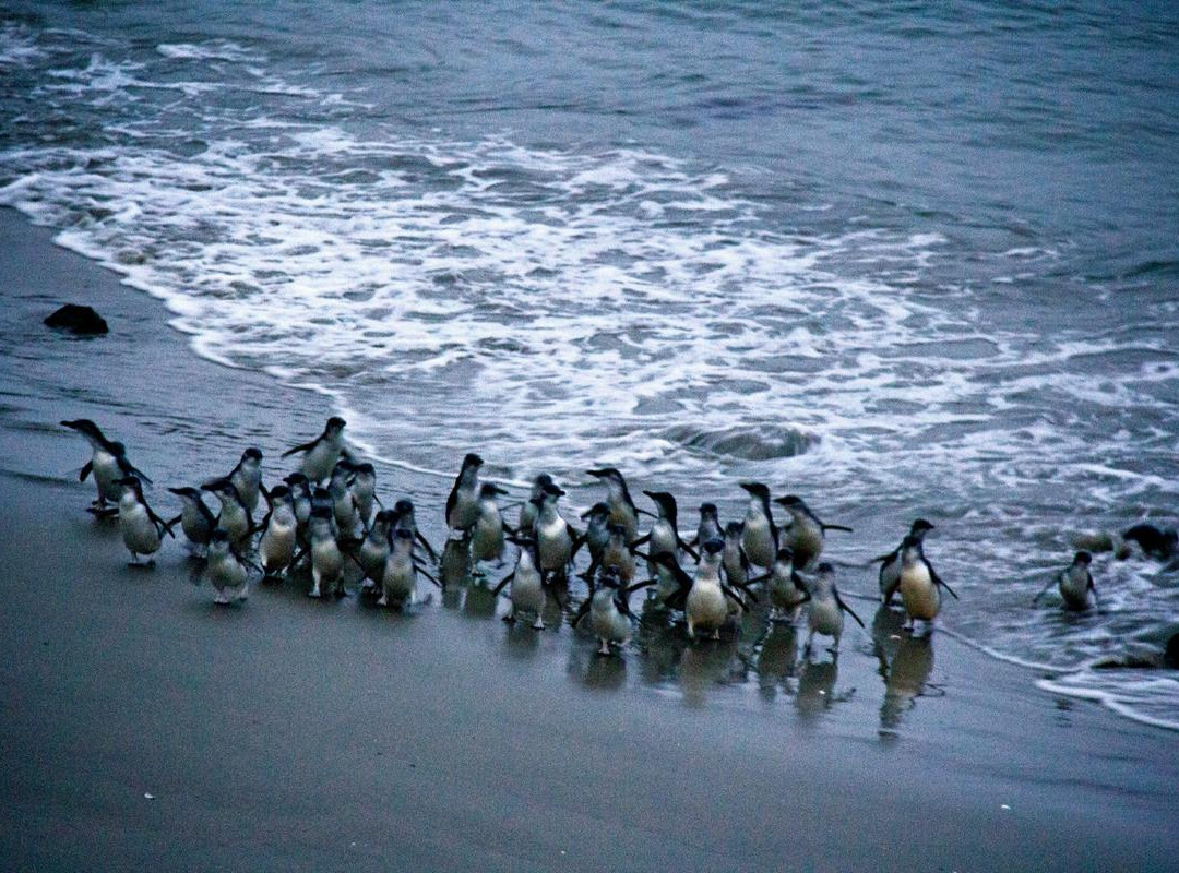 Blue Penguins Pukekura-但尼丁必去景点