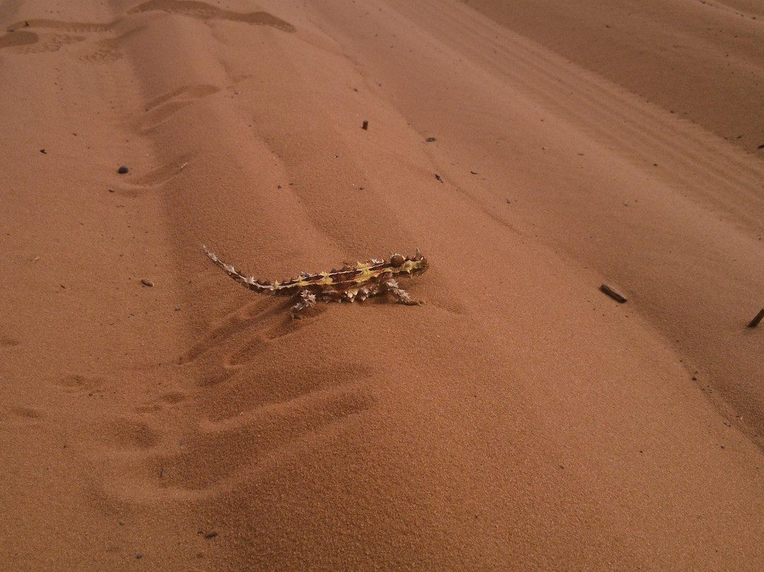 Shark Bay Coastal Tours-德纳姆必去景点