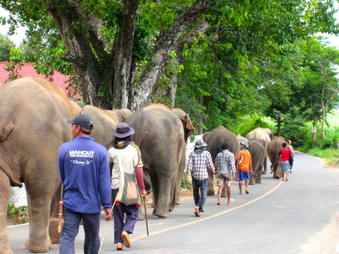 Save Elephant Foundation - Surin Project景点图片