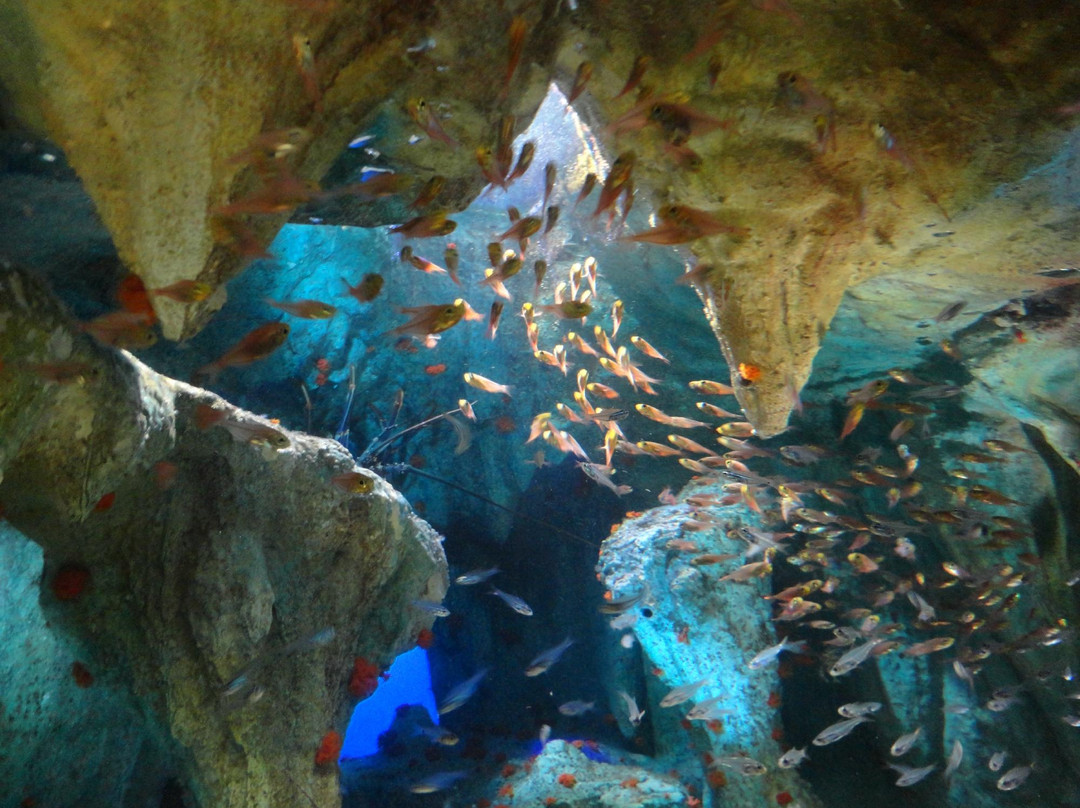 阳光水族馆景点图片