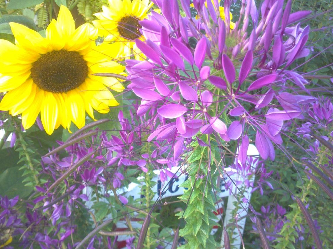 Maple Crest Motel主图