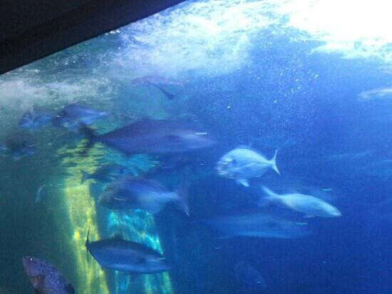 Acquario Cala Gonone-Dorgali必去景点