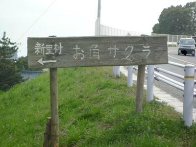 Fujuzawano Okakuzakura景点图片