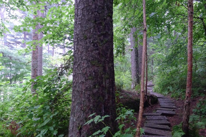 五营森林公园-伊春市必去景点