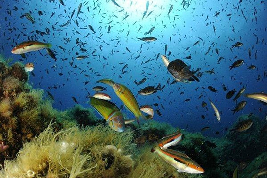 Cote Plongee-若安乐松必去景点