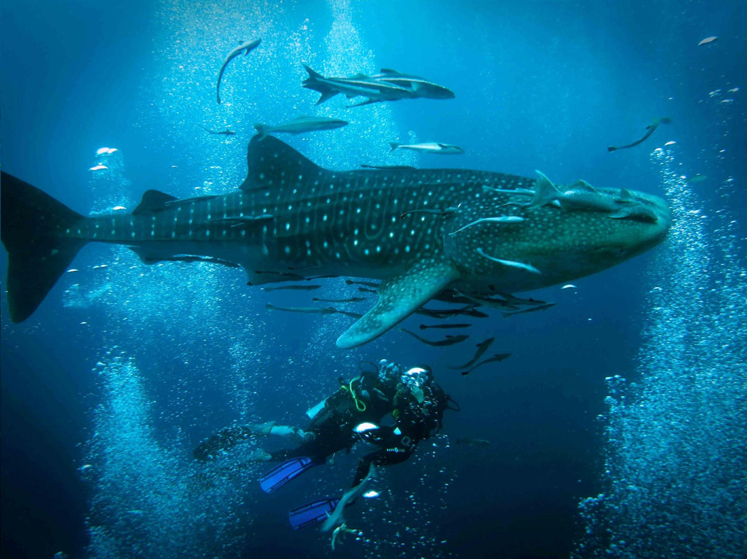 Pura Vida Diving-涛岛必去景点