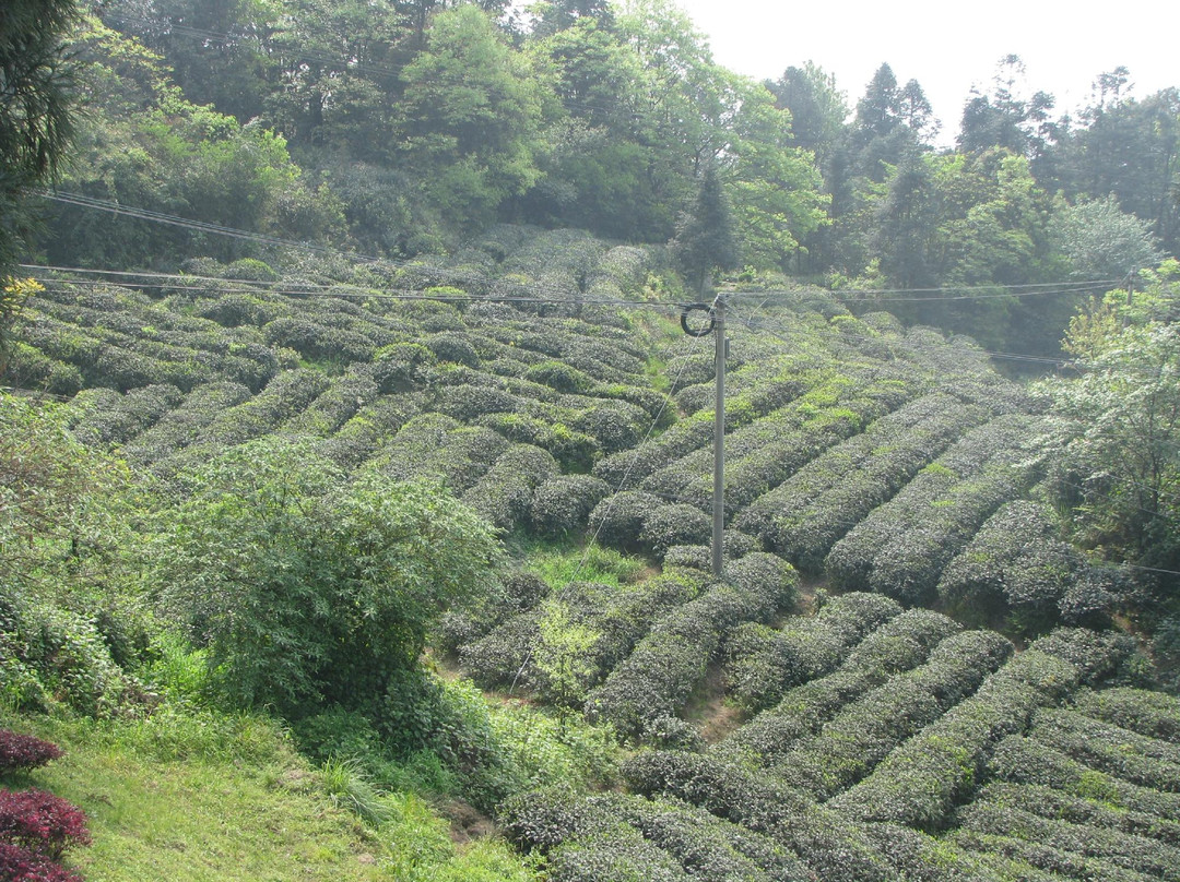 蒙顶山旅游区景点图片