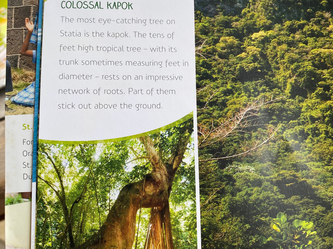 Colossal Kapok Tree景点图片