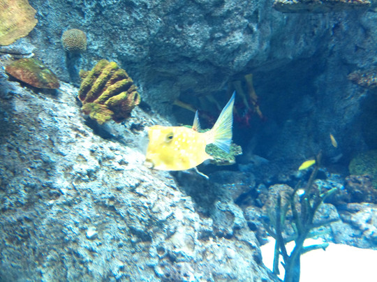 Istanbul Akvaryum-伊斯坦布尔必去景点