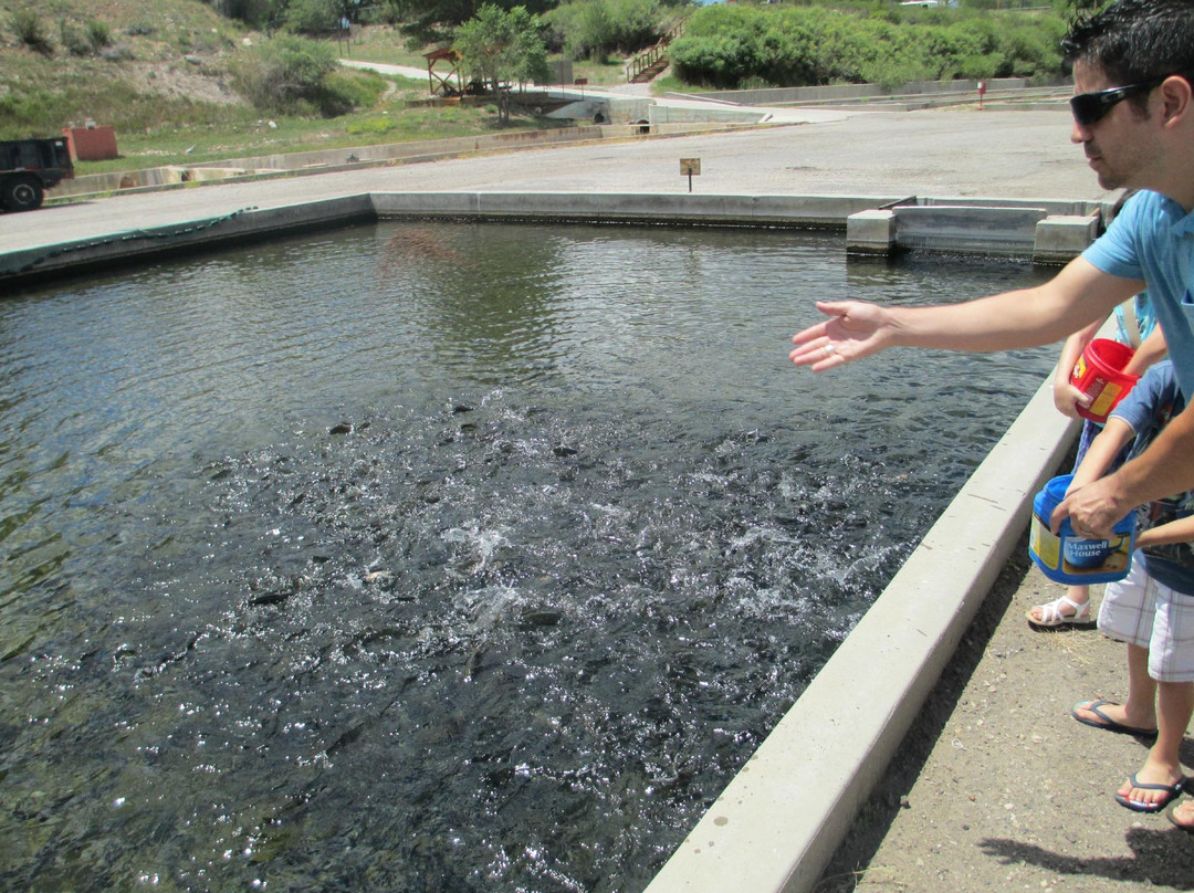 Mt. Shavano Fish Hatchery-萨利达必去景点