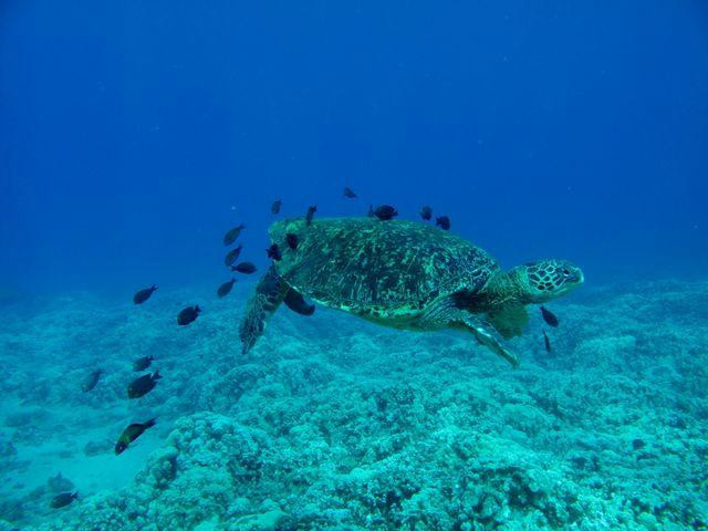 Aloha Kayaks Maui-基黑必去景点
