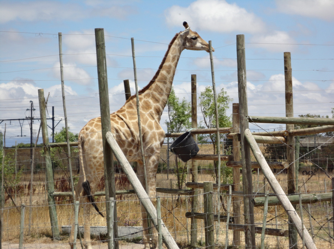 Giraffe House Wildlife Awareness Centre-斯泰伦博斯必去景点