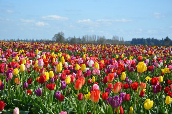 Wooden Shoe Tulip Farm景点图片