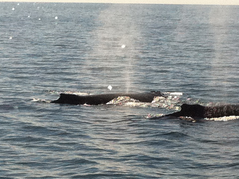 Cat Balou Cruises-伊登港必去景点