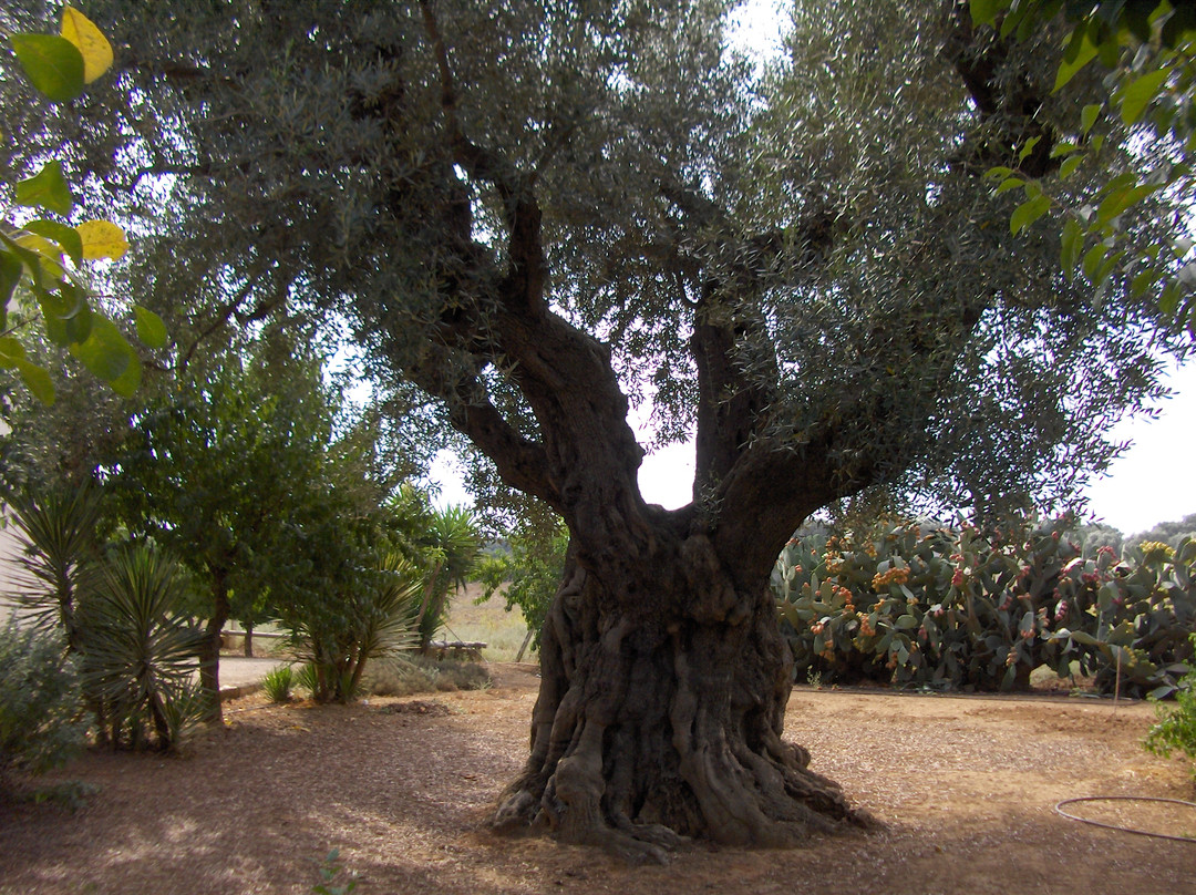 Villa Rodogallo主图