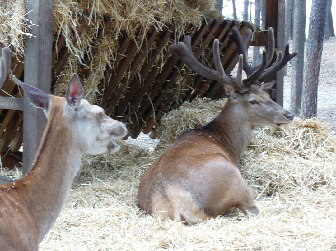 Wildpark Schorfheide景点图片