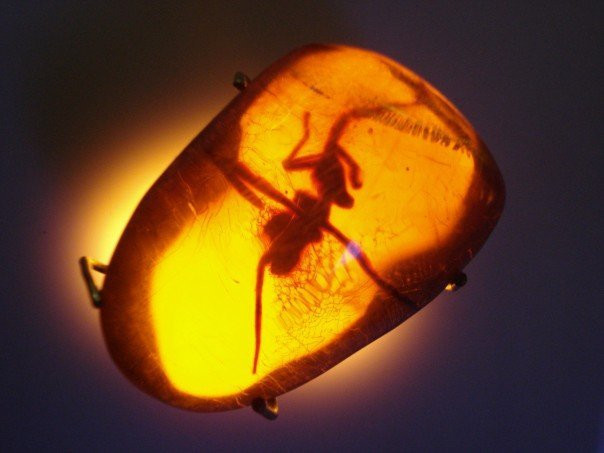 Dominican Amber Museum-普拉塔港必去景点
