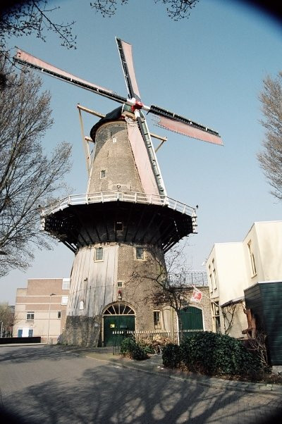 Red Lion Windmill (Molen De Roode Leeuw)景点图片