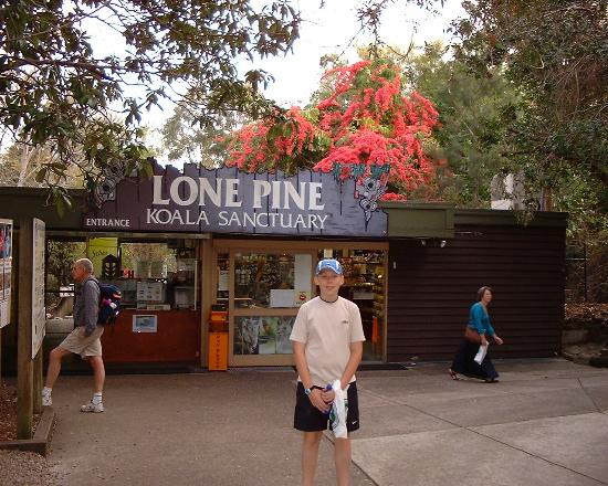 龙柏考拉野生动物园-布里斯班必去景点