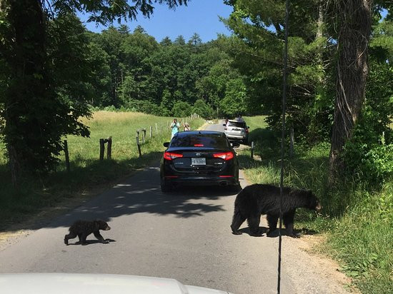 Cades Cove Visitor Center-大雾山国家公园必去景点