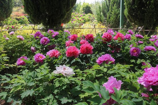 神州牡丹园洛阳牡丹花会-洛阳市必去景点