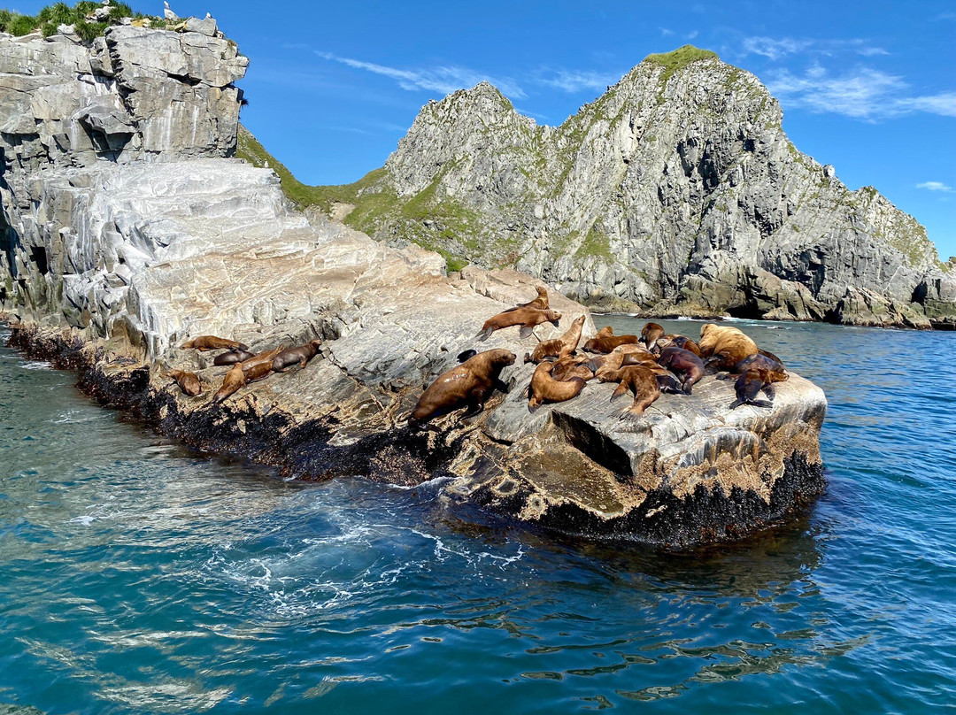 Sea Lion Colony-堪察加彼得巴甫洛夫斯克必去景点