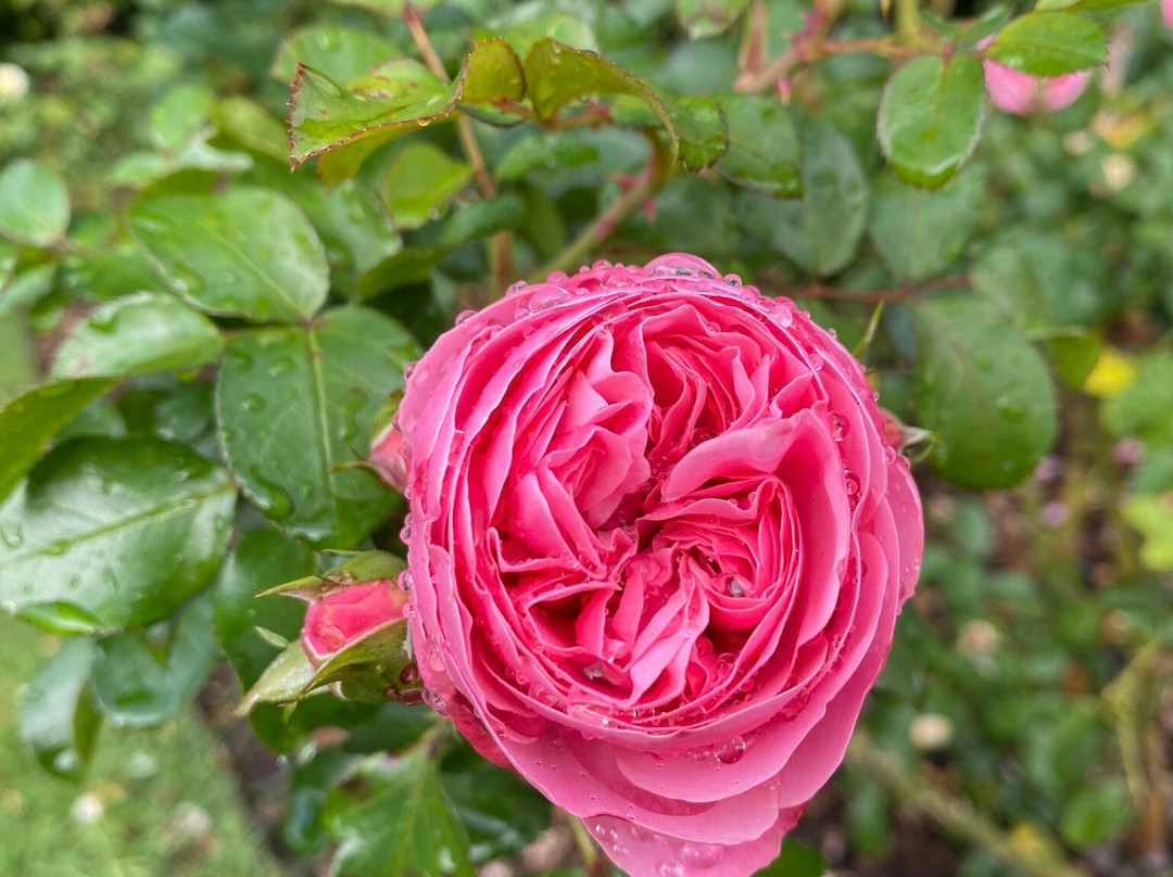 帕内尔玫瑰花园-奥克兰中心地区必去景点