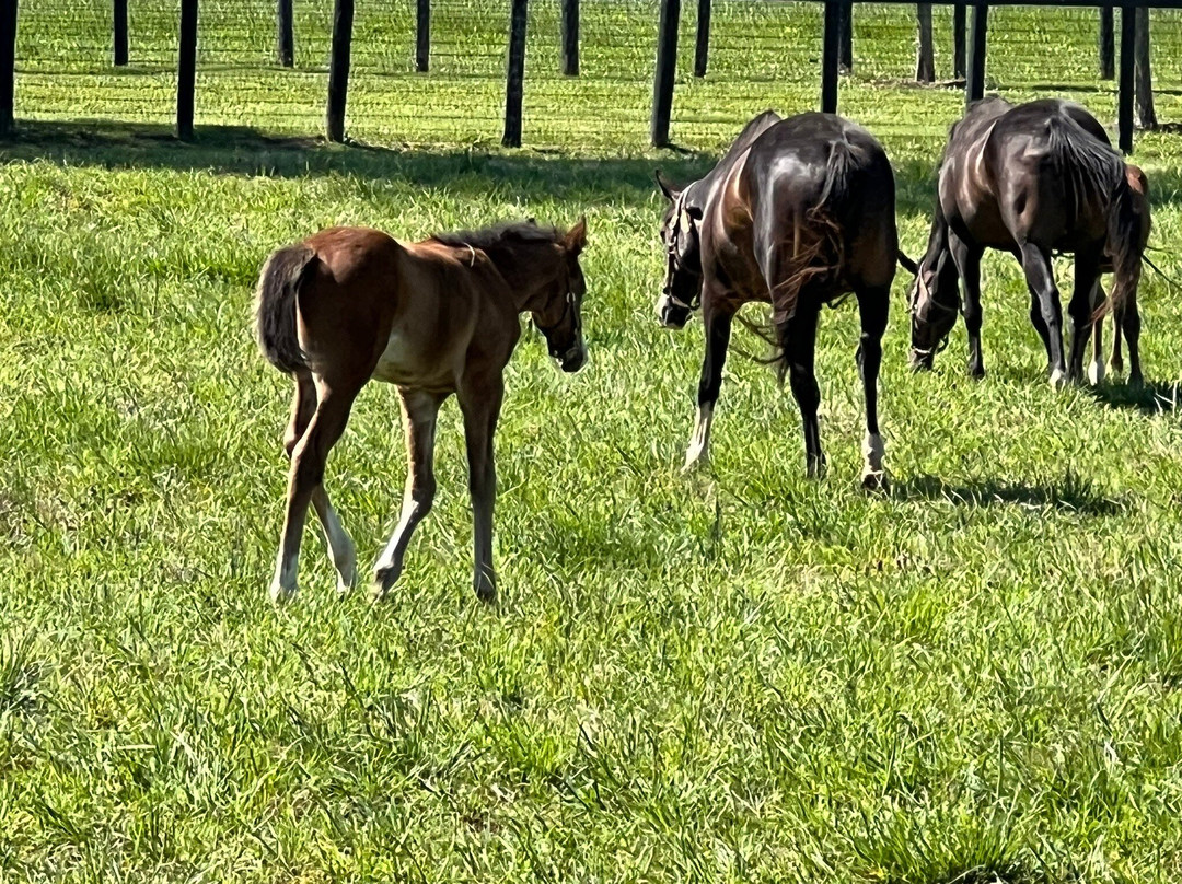 Runnymede Farm-Paris必去景点