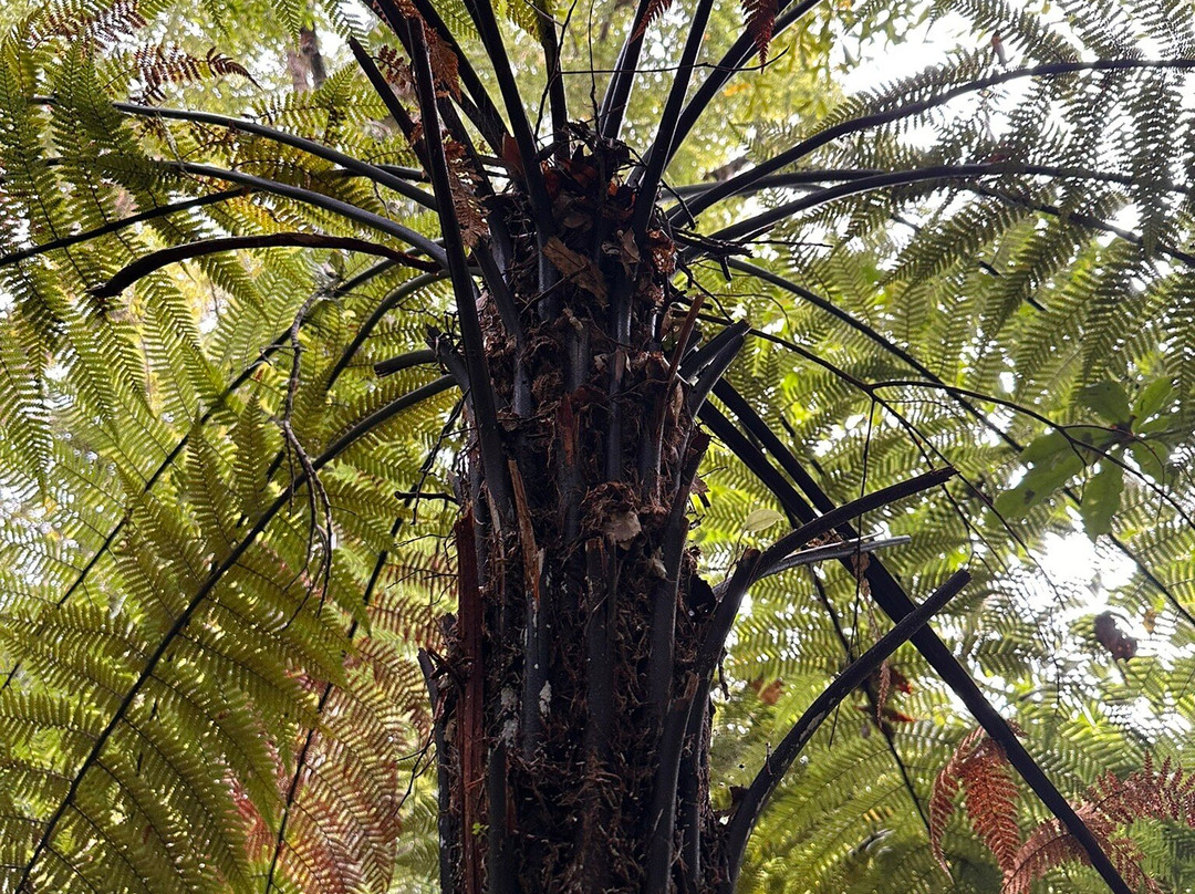 Pakuratahi Forest景点图片