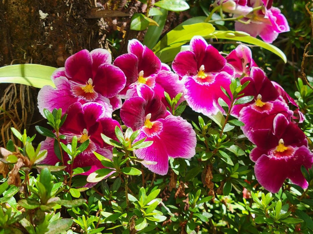 竹玉兰村庄旅社主图