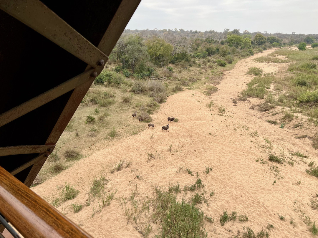 Kruger Shalati - The Train on the Bridge主图