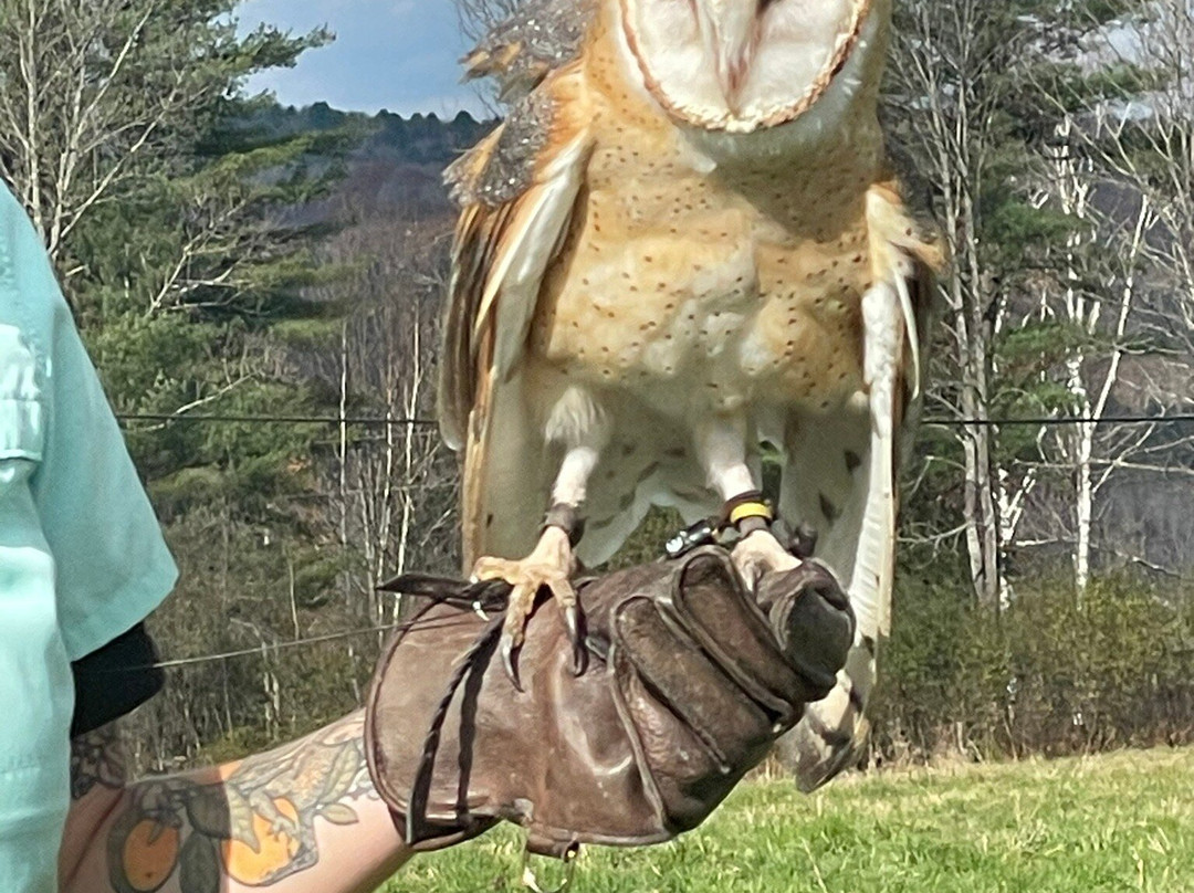 New England Falconry景点图片