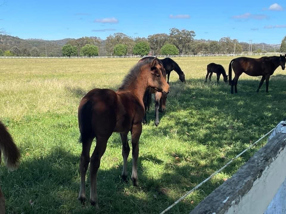Gooree Park-马奇必去景点