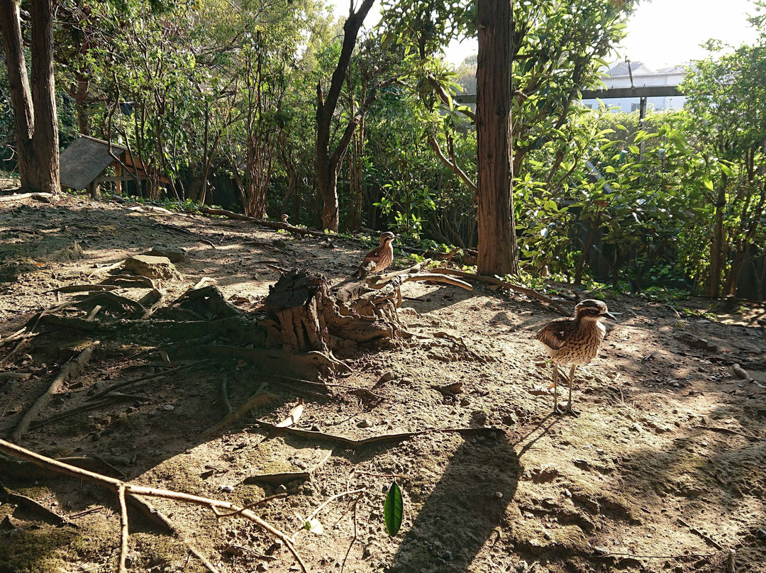 Campbelltown Forest of Wild Birds-越谷市必去景点