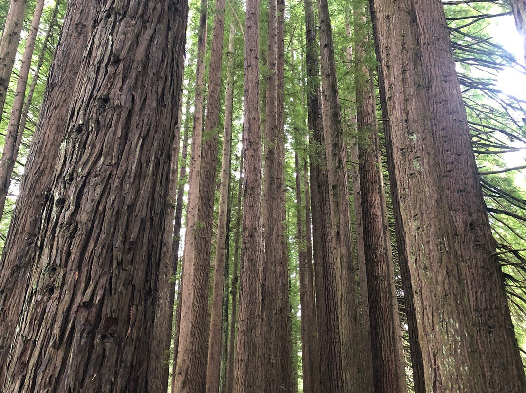 The Redwoods-Beech Forest必去景点