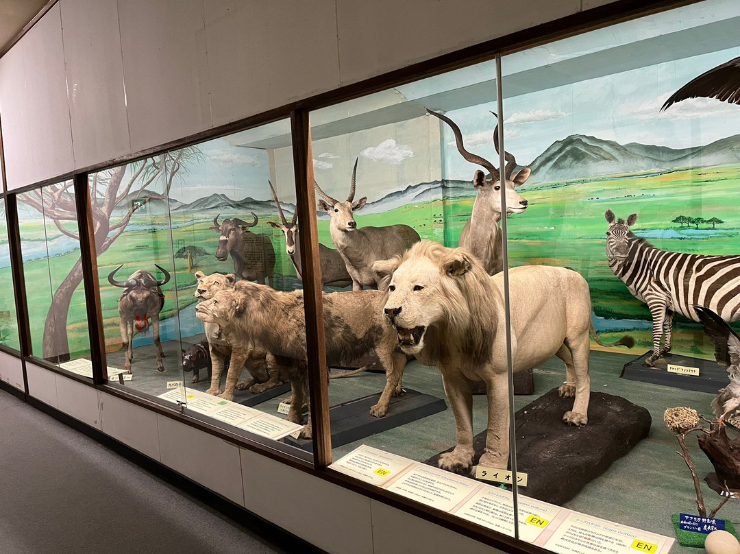 Tsuyama Nature & Mystery Museum-津山市必去景点