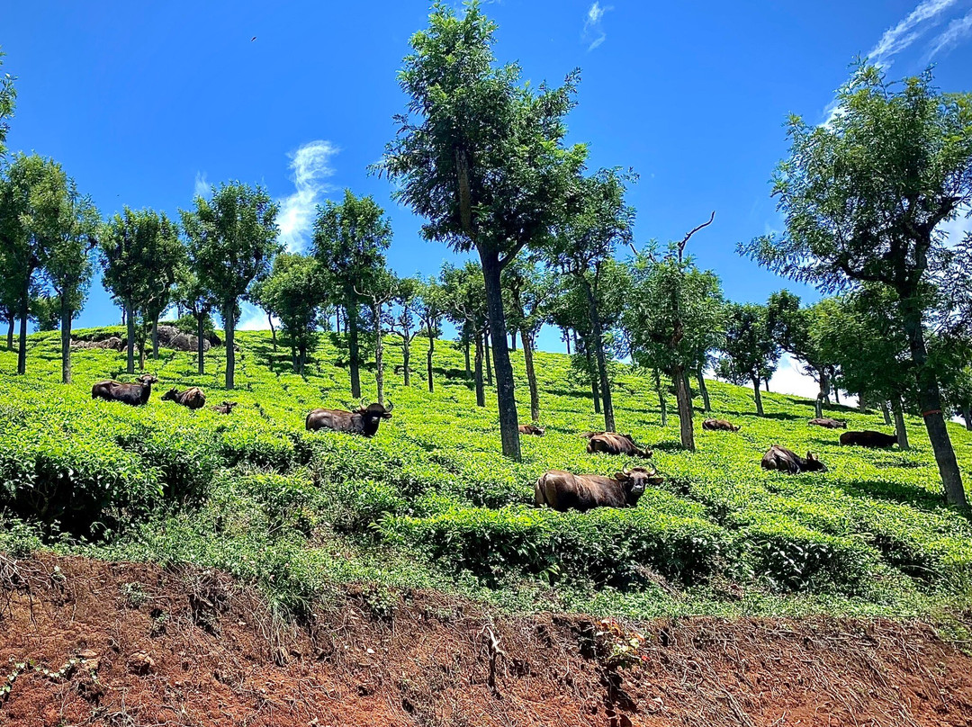 Milford Coonoor主图