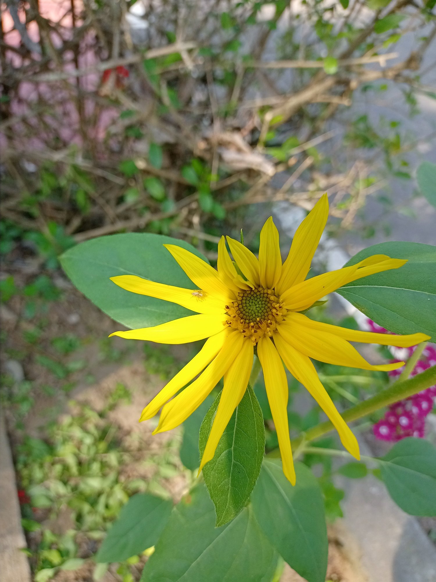 Niathu Resort-官方