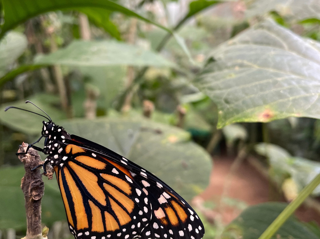 Butterfly Conservatory - Arenal景点图片