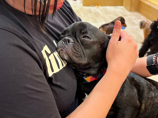 Dog Cafe Rio Akihabara-千代田区必去景点