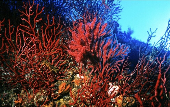 Il Sogno di Calipso主图