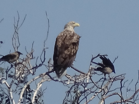 Birdwatching Helsinki