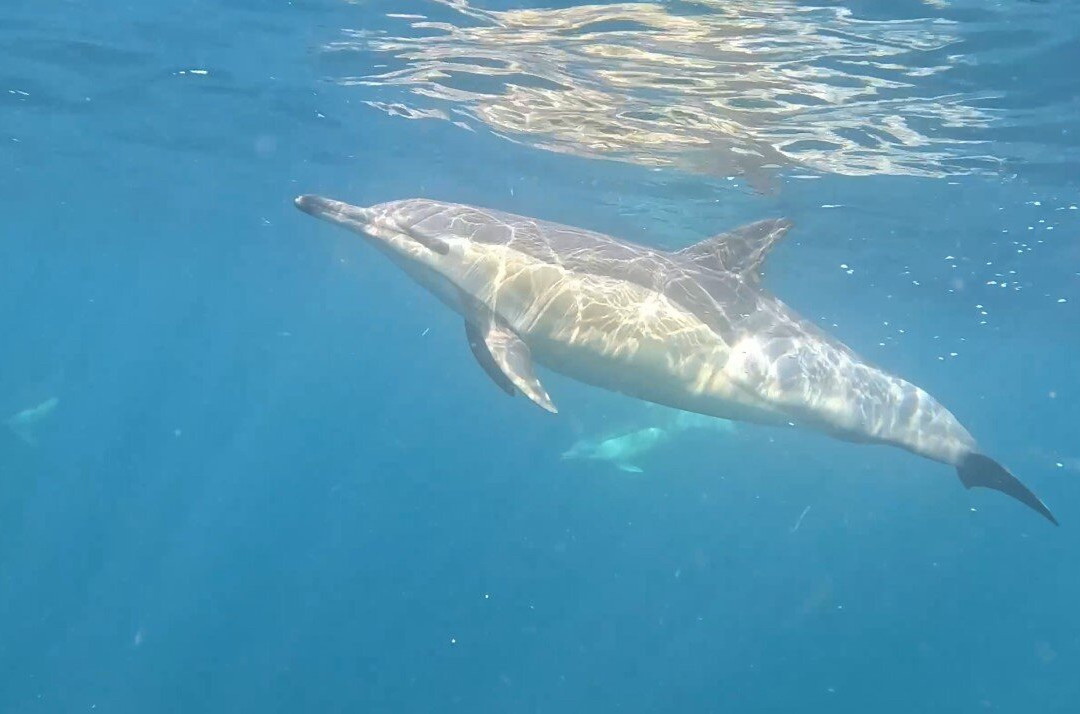 Scubaco Diving & Travel-Umkomaas必去景点