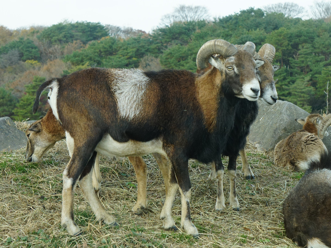 African Safari-宇佐市必去景点
