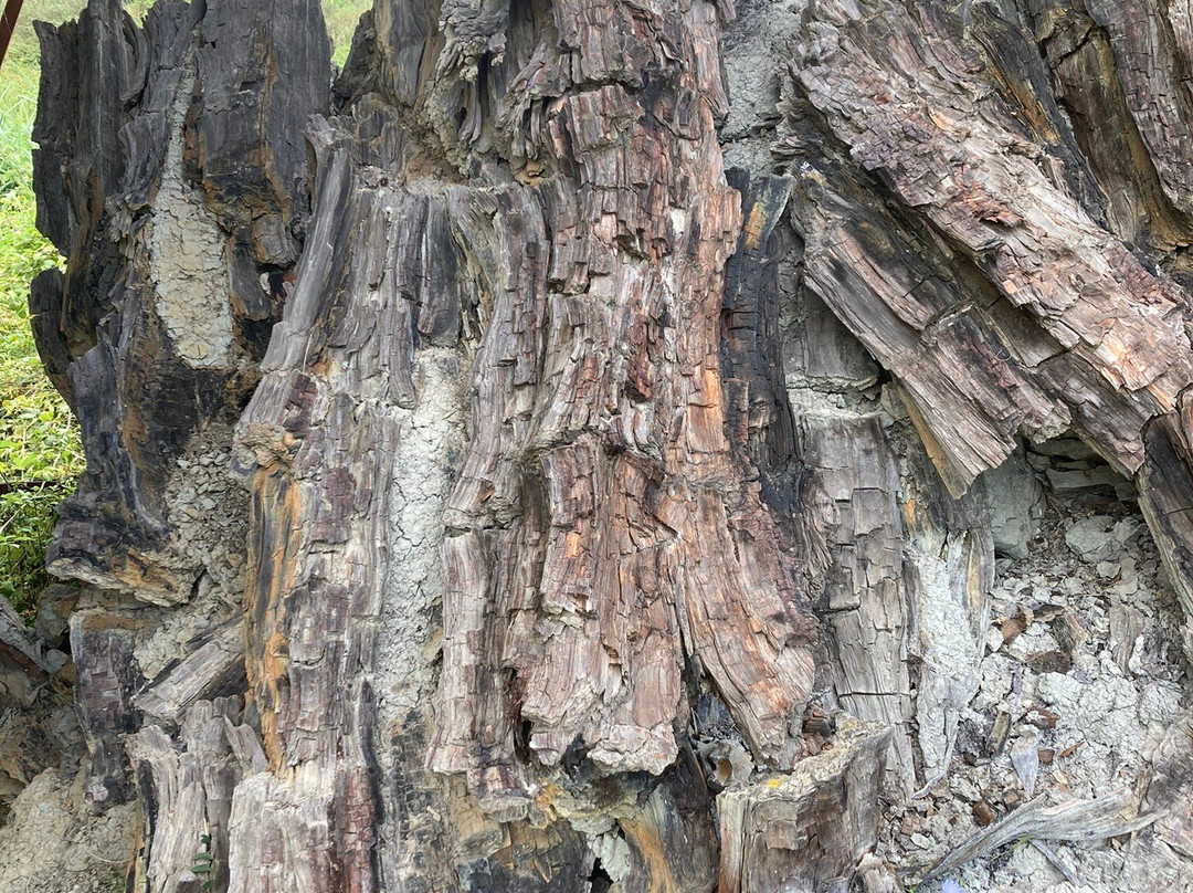 Foresta Fossile-Avigliano Umbro必去景点